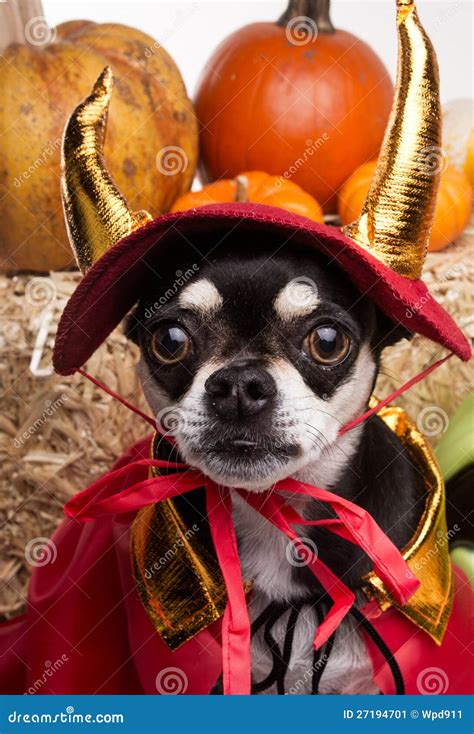 Cute Halloween Devil Dog Stock Image Image Of Puppies 27194701