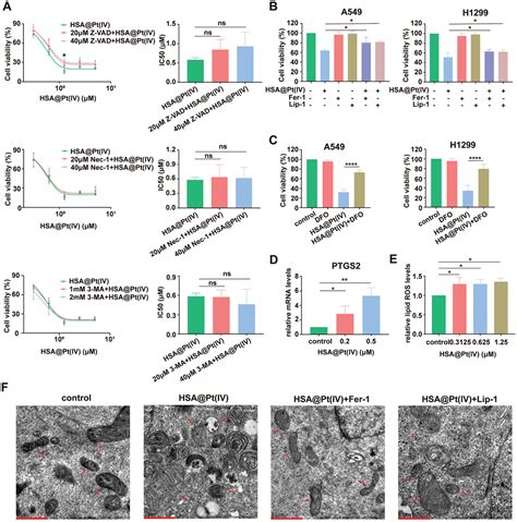 Disruption Of Iron Homeostasis To Induce Ferroptosis With Albumin