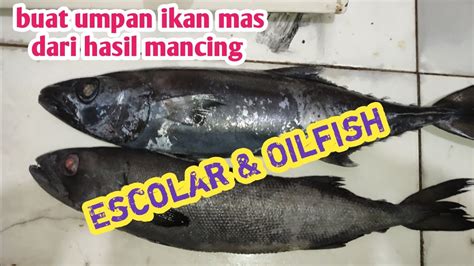 Umpan Putih Ikan Mas Viral Dari Amisan Ikan Escolar Oilfish Youtube