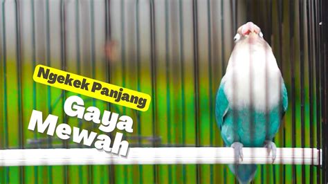 Pancingan Lovebird Ngekek Panjang Gaya Mewah Ini Mampu Merangsang