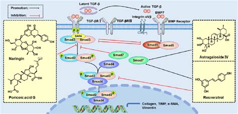 Tgf βsmad Pathways And Therapy Tgf β Induced Canonical Smad Signaling