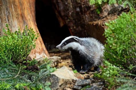 Badger stock image. Image of fauna, nature, forest, mammal - 33265157