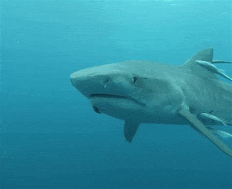 Goblin Shark Gif - IceGif