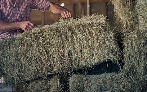 Unlock The Secret To Stronger Hay And An Unmatched Reputation With