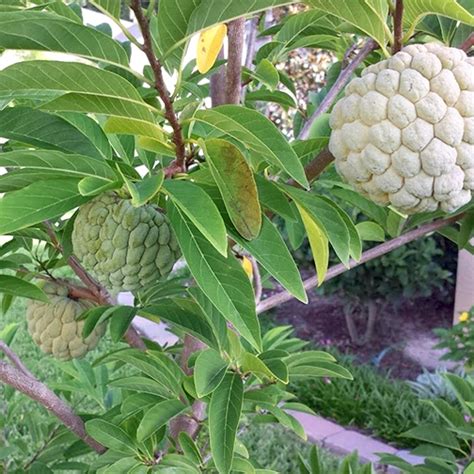 Custard Apple Sitafal Garden Hunt