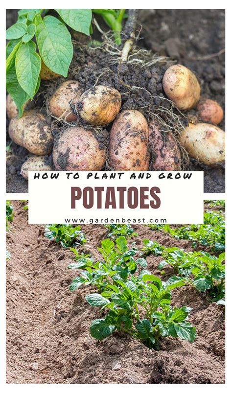 How To Grow Potatoes Tips For Planting And Growing Complete Guide Growing Potatoes Planting