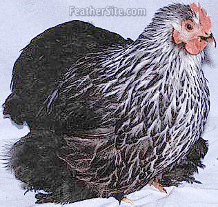 Pekin Bantams What Sex Page BackYard Chickens Learn How To Raise Chickens