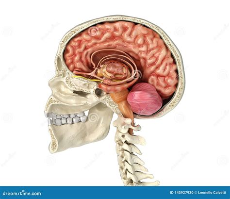 Corte Transversal Humano Del Cráneo Con El Cerebro Stock de ilustración