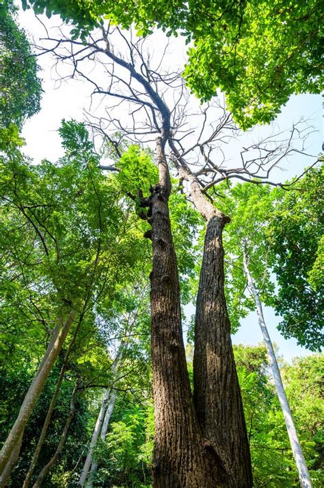 White Meranti Tree in Arboretum Stock Image - Image of aroma, shorea: 263065247