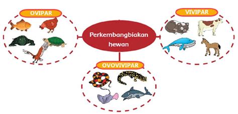 Peta Pikiran Perkembangbiakan Hewan Secara Ovipar Vivipar Dan Ovovivipar