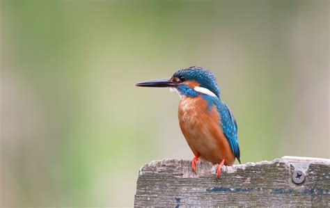 «kingfisher bird» 1080P, 2k, 4k Full HD Wallpapers, Backgrounds Free ...