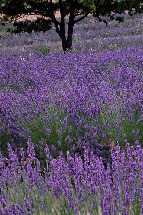 Lavender In Flower Photograph By Alex Bartel Science Photo Library Fine Art America