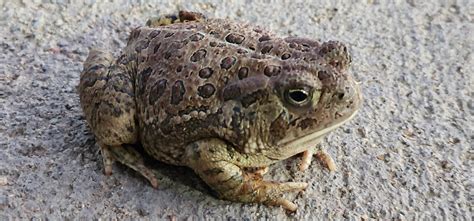 Sonoran Desert Toad? : r/Toads