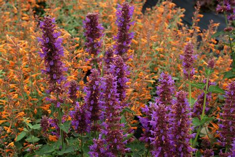 Blue Boa Agastache Hyssop Hummingbird Mint Agastache Almost Eden