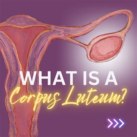 What is the Corpus Luteum?