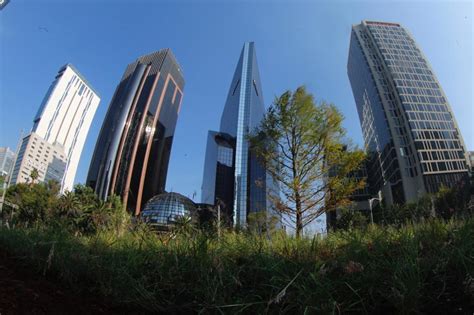 Plantan Nuevo Ahuehuete En Paseo De La Reforma Noticias