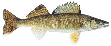 Small 2010 Lake Erie walleye hatch predicted - Lake Scientist