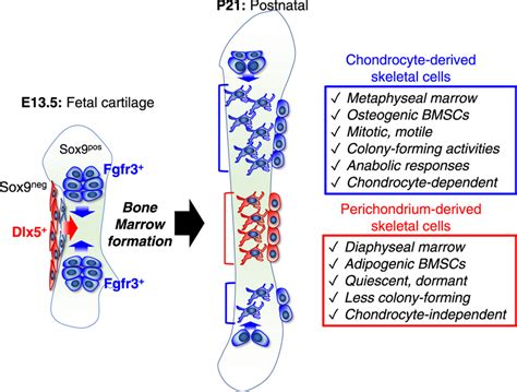 Dlx5⁺ Fetal Perichondrial Cells Are Important Cell Of Origin For Distal Download Scientific