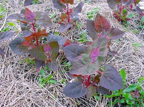 Arroche Au Potager Conseils Du Semis La R Colte Tom Le Jardinier