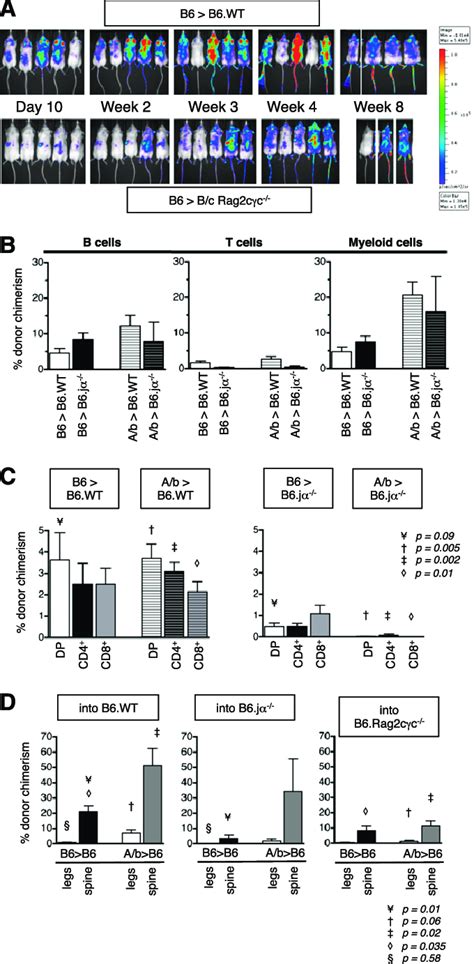 Regulatory Host Cells Are Required For Donor Cell Engraftment