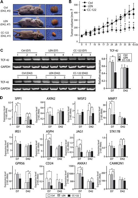 In Vivo Effects Of Cc On Human Hcc Growth In Nude Mice Injected