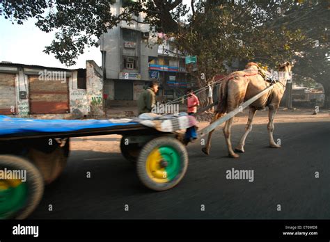 Camel cart, Ahmedabad, Gujarat, India Stock Photo - Alamy