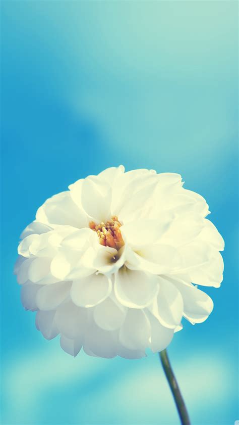 White flower iPhone Wallpapers Free Download