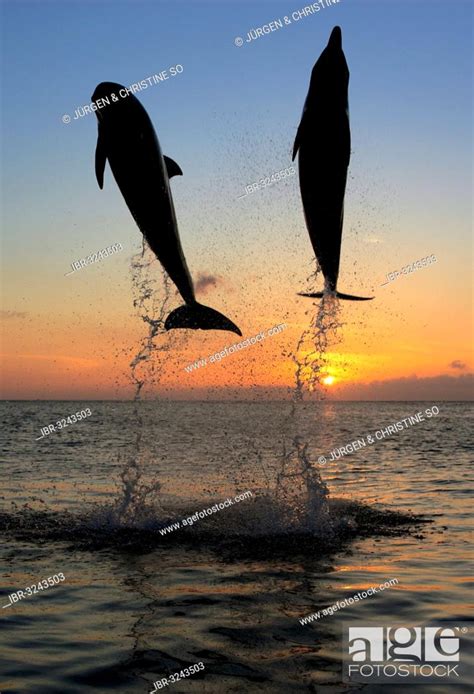 Bottlenose Dolphins At Sunset