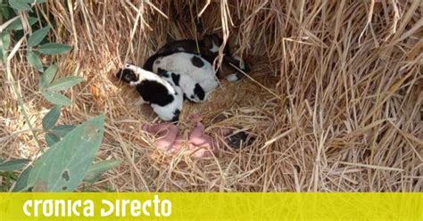 VÍDEO Un grupo de cachorros de perro salva a una bebé recién nacida