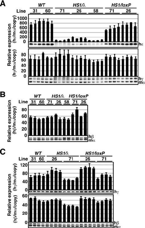 Expression Of The Human Like Globin Genes In Tgm A Total