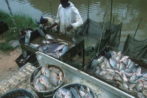 Aquakultur Eine rasant wachsende Industrie WWF Österreich