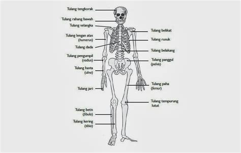 3 Kelompok Tulang Penyusun Rangka Manusia Berdasarkan Jenis Dan Bentuk