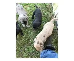 Labradane puppies for sale near me - Puppies for Sale Near Me