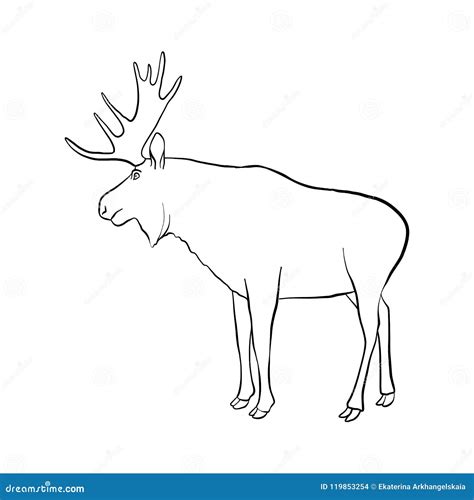 Vector Drawing Elk Stock Vector Illustration Of Horns 119853254