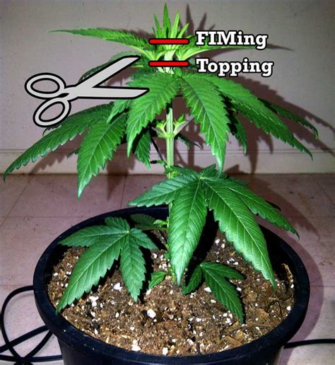 Complete Guide To Cannabis Plant Training Grow Weed Easy