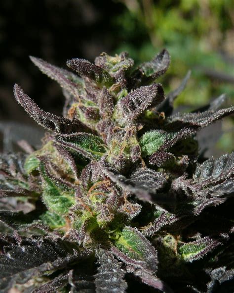 Grand Daddy Purple Flowering Time Outdoor Best Flower Site