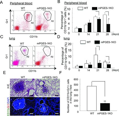 Reduced Mobilization And Accumulation Of Cd11b Gr1 Mdscs In Mpges 1