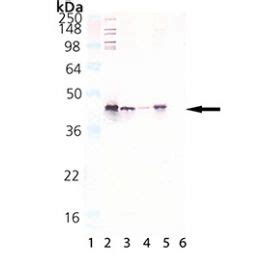 Anti HSP40 Hdj1 Antibody IHC IF Validated Bosterbio