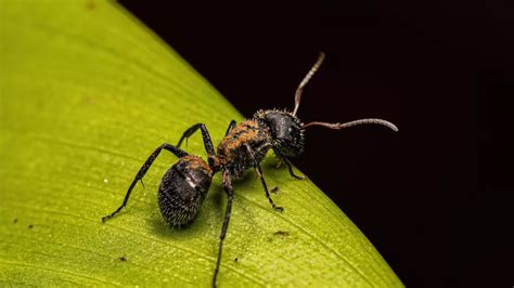 Carpenter Ants Facts A N T Pest Control