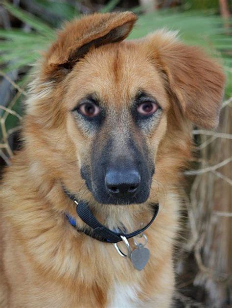 Dog With Human Eyes Roddlyterrifying