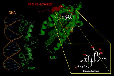 Breast Cancers Spread Promoted By Glucocorticoids