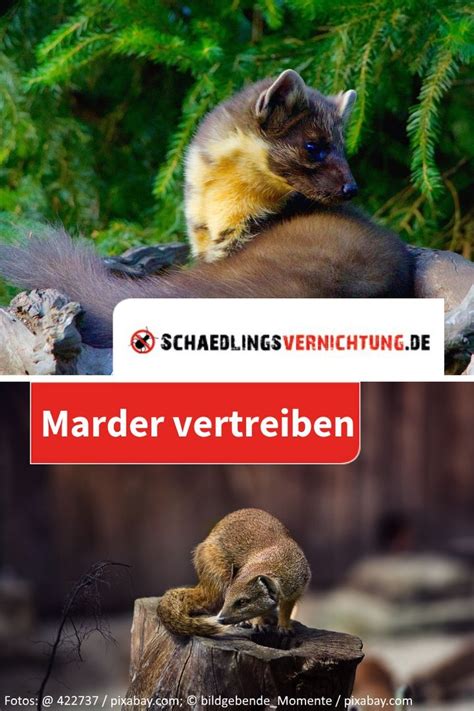 Marder Vertreiben Warum Sollte Man Marder Aus Dem Haus Vertreiben Und