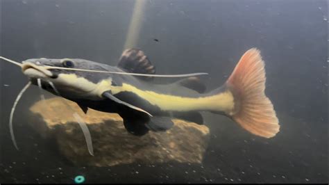 Day Of Growing My Redtail Catfish Pacu Massive Growth Fyp Explore