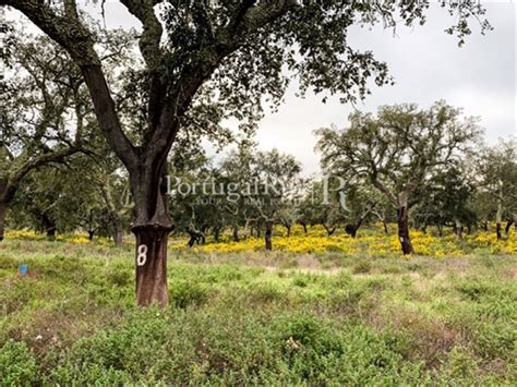 Herdade De 102 Hectares Montado E Olival