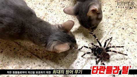 The Tarantula Owners Guide To Urticating Hairs 타란튤라 털 관련 초보자 가이드