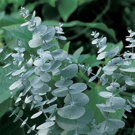 Eucalyptus Silver Dollar Seeds Perennial Shrub — Caribbean Garden Seed