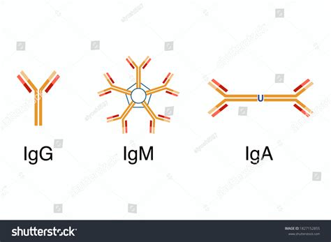 Antibodies Structure Igg Igm Iga Stock Vector (Royalty Free) 1827152855