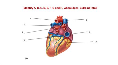 Gross Anatomy Of Heart Diagram Quizlet