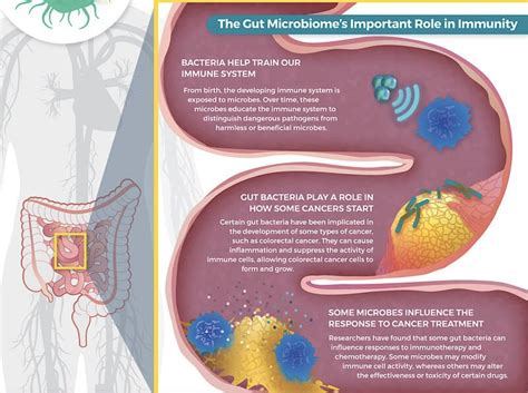CCR researchers reported that the Tox2 gene is critical for the ...