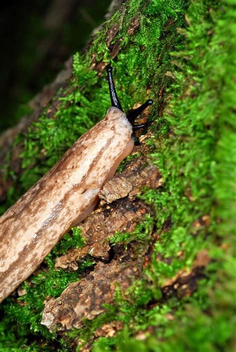 Slugs vs Snails: Understanding the Differences - The Snail's Trail